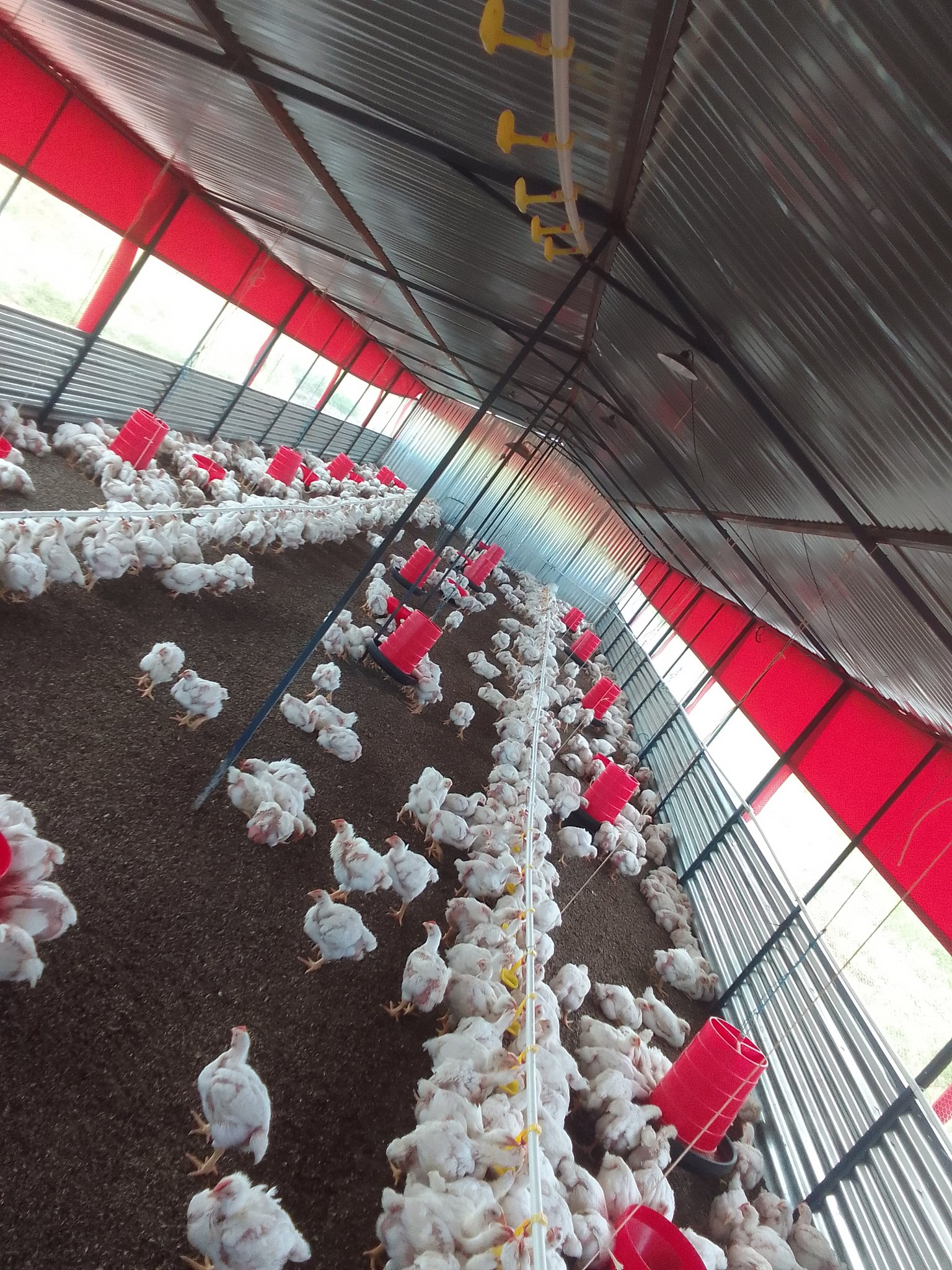 Bird farm